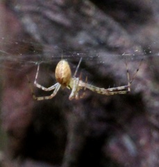 Pityohyphantes