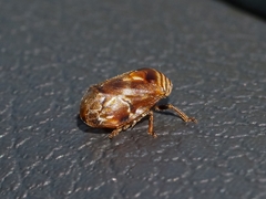 Clastoptera obtusa