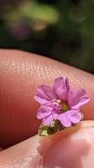 Mirabilis oxybaphoides