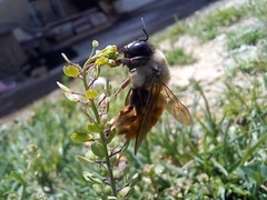 Xylocopa tabaniformis azteca