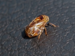 Clastoptera obtusa