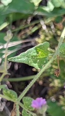 Mirabilis oxybaphoides