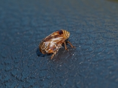 Clastoptera obtusa