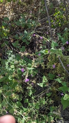 Mirabilis oxybaphoides