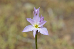 Leucocoryne ixioides
