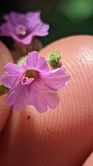 Mirabilis oxybaphoides