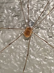 Leiobunum