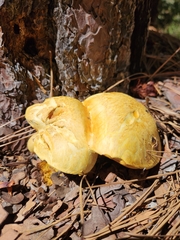 Buchwaldoboletus sphaerocephalus