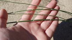 Equisetum variegatum