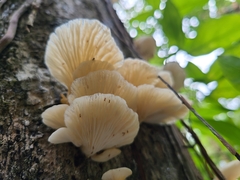 Pleurotus djamor