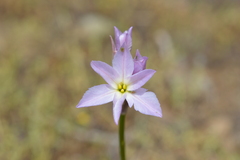 Leucocoryne ixioides