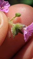 Mirabilis oxybaphoides