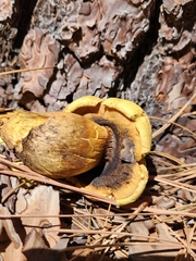 Buchwaldoboletus sphaerocephalus