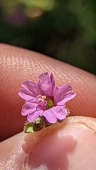Mirabilis oxybaphoides