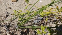 Equisetum variegatum