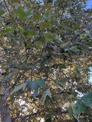 Platanus racemosa