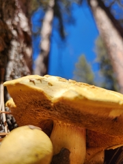 Buchwaldoboletus sphaerocephalus