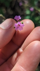 Mirabilis oxybaphoides