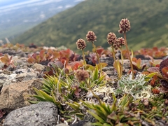 Tofieldia coccinea