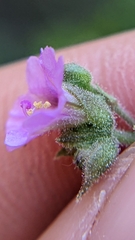 Mirabilis oxybaphoides