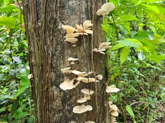Pleurotus djamor