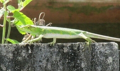 Polychrus marmoratus