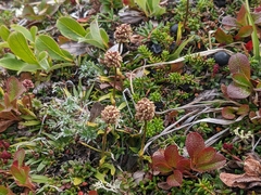 Tofieldia coccinea