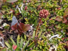 Tofieldia coccinea