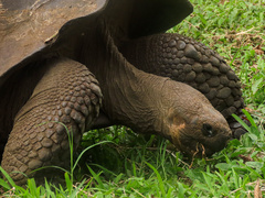Chelonoidis niger porteri