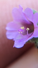 Mirabilis oxybaphoides