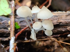 Filoboletus gracilis