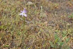 Leucocoryne ixioides