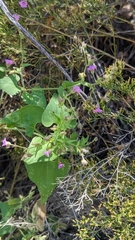 Mirabilis oxybaphoides
