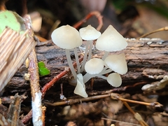 Filoboletus gracilis