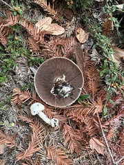 Agaricus californicus