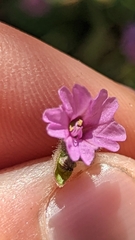 Mirabilis oxybaphoides