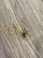 Plexippus paykulli