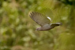 Patagioenas maculosa