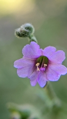Mirabilis oxybaphoides