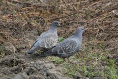 Patagioenas maculosa