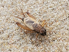 Eunemobius carolinus