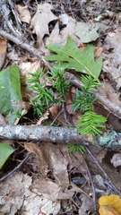 Taxus canadensis