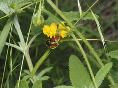 Cadeguala occidentalis
