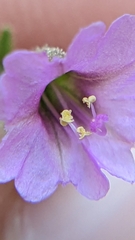 Mirabilis oxybaphoides