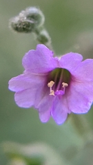 Mirabilis oxybaphoides