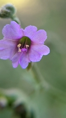 Mirabilis oxybaphoides