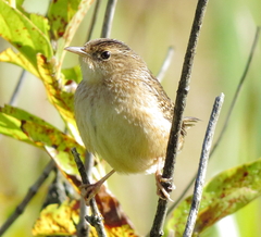 Cistothorus stellaris