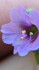 Mirabilis oxybaphoides