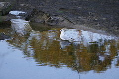 Chroicocephalus ridibundus
