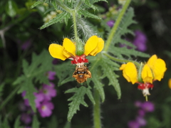 Cadeguala occidentalis